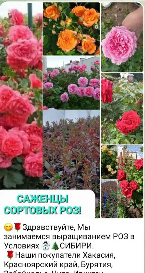 Саженцы роз двухлетки из Сибири - Растения (Хобби и отдых) в Абакан