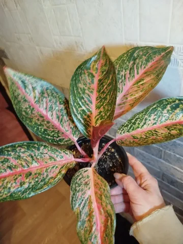 Аглаонема Тайра - Пчеловодство в Красноярск