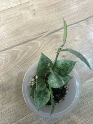 Хойя лакуноза леопард - Пчеловодство в Красноярск