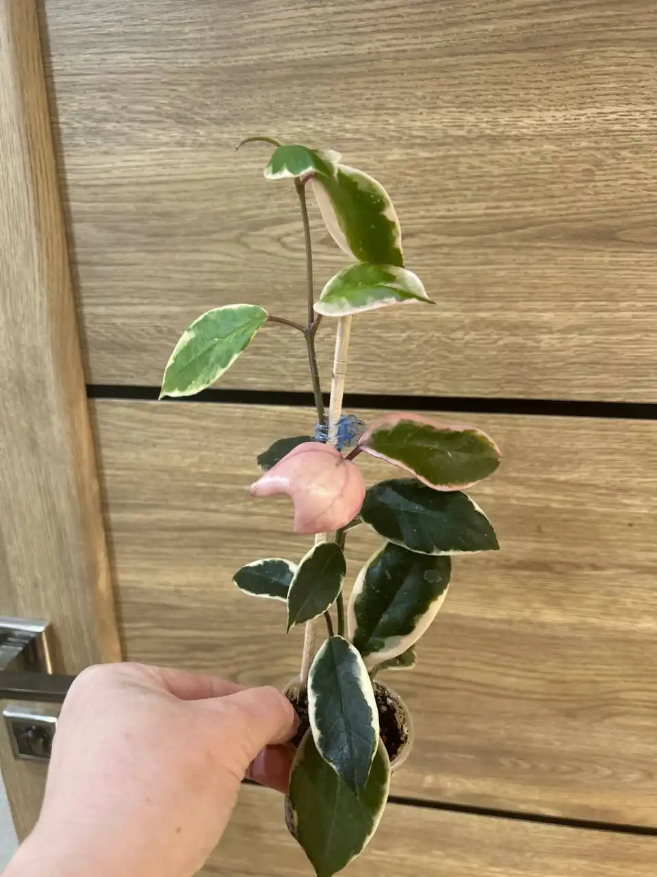 Хойя Фламинго Дрим - Комнатные растения (Хобби и отдых) в Красноярск