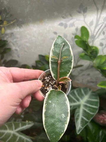 Хойя кримсон квин - Пчеловодство в Красноярск