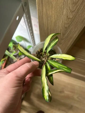 Хойя вайети триколор - Пчеловодство в Красноярск