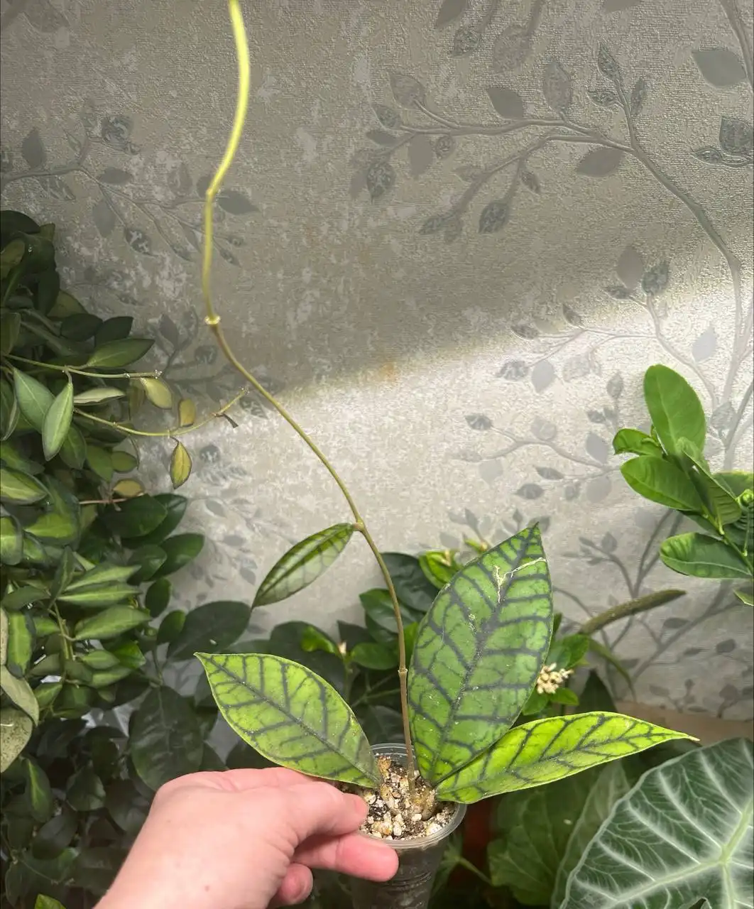 Хойя калистофилла - Комнатные растения (Хобби и отдых) в Красноярск