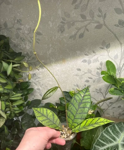 Хойя калистофилла - Пчеловодство в Красноярск