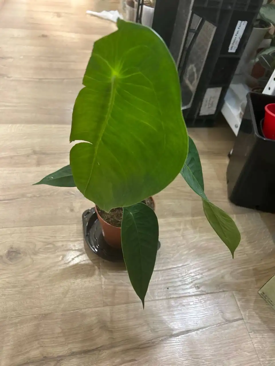 Продажа антуриума пелтигерум в Красноярске - Комнатные растения (Хобби и отдых) в Красноярск