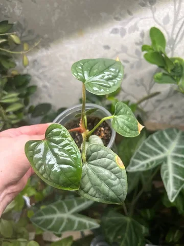 Антуриум люкс - Пчеловодство в Красноярск