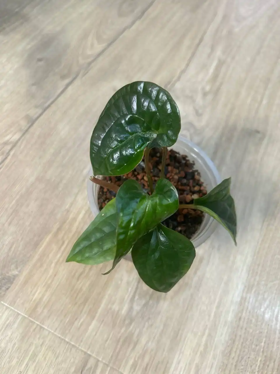 Продажа антуриумов в Красноярске - Комнатные растения (Хобби и отдых) в Красноярск