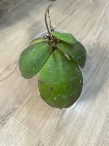 Хойя митрата ред - Пчеловодство в Красноярск