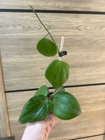 Хойя саравак крем - Пчеловодство в Красноярск