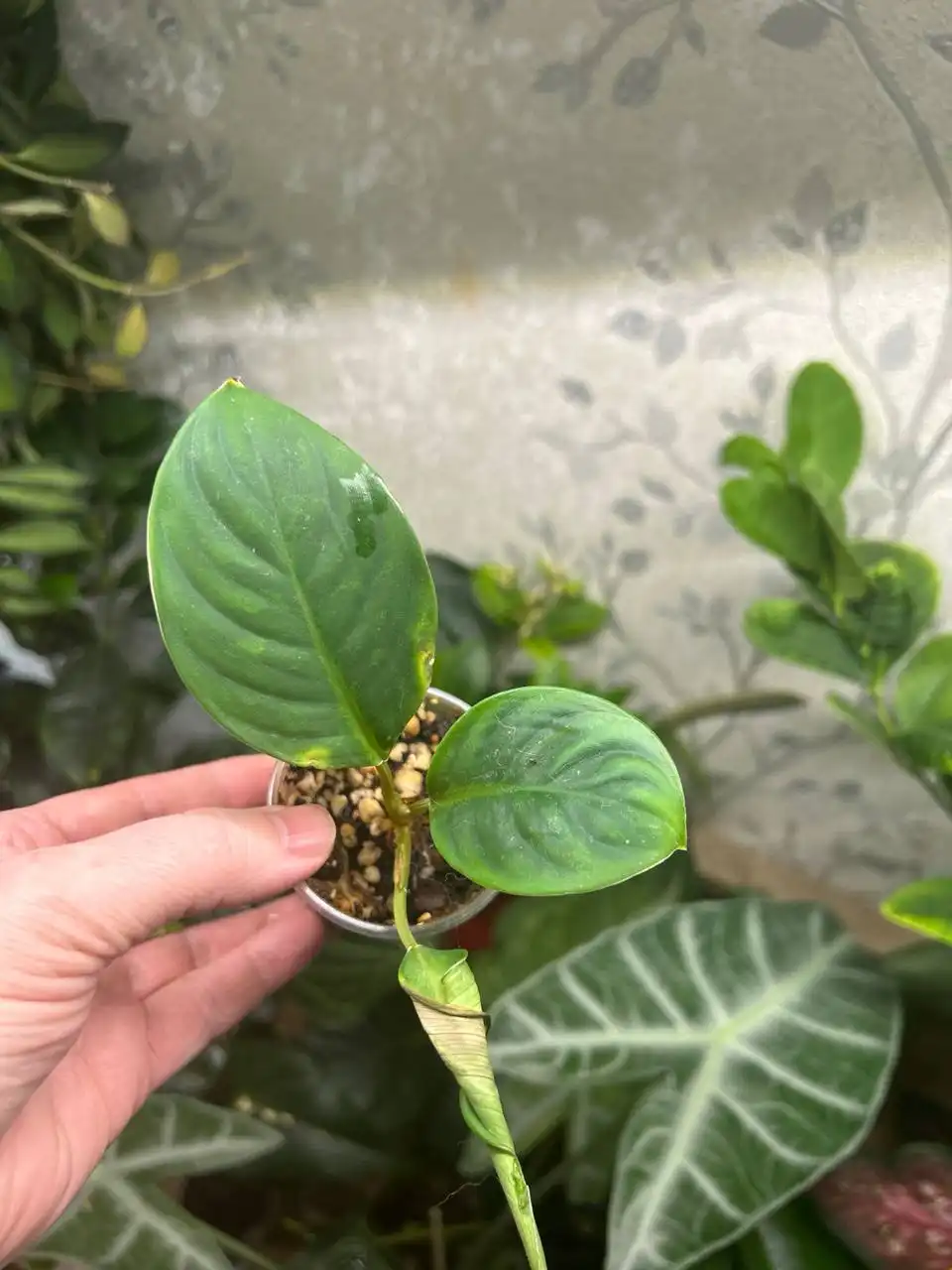 Продажа хамелонемы камуфляж - Комнатные растения (Хобби и отдых) в Красноярск