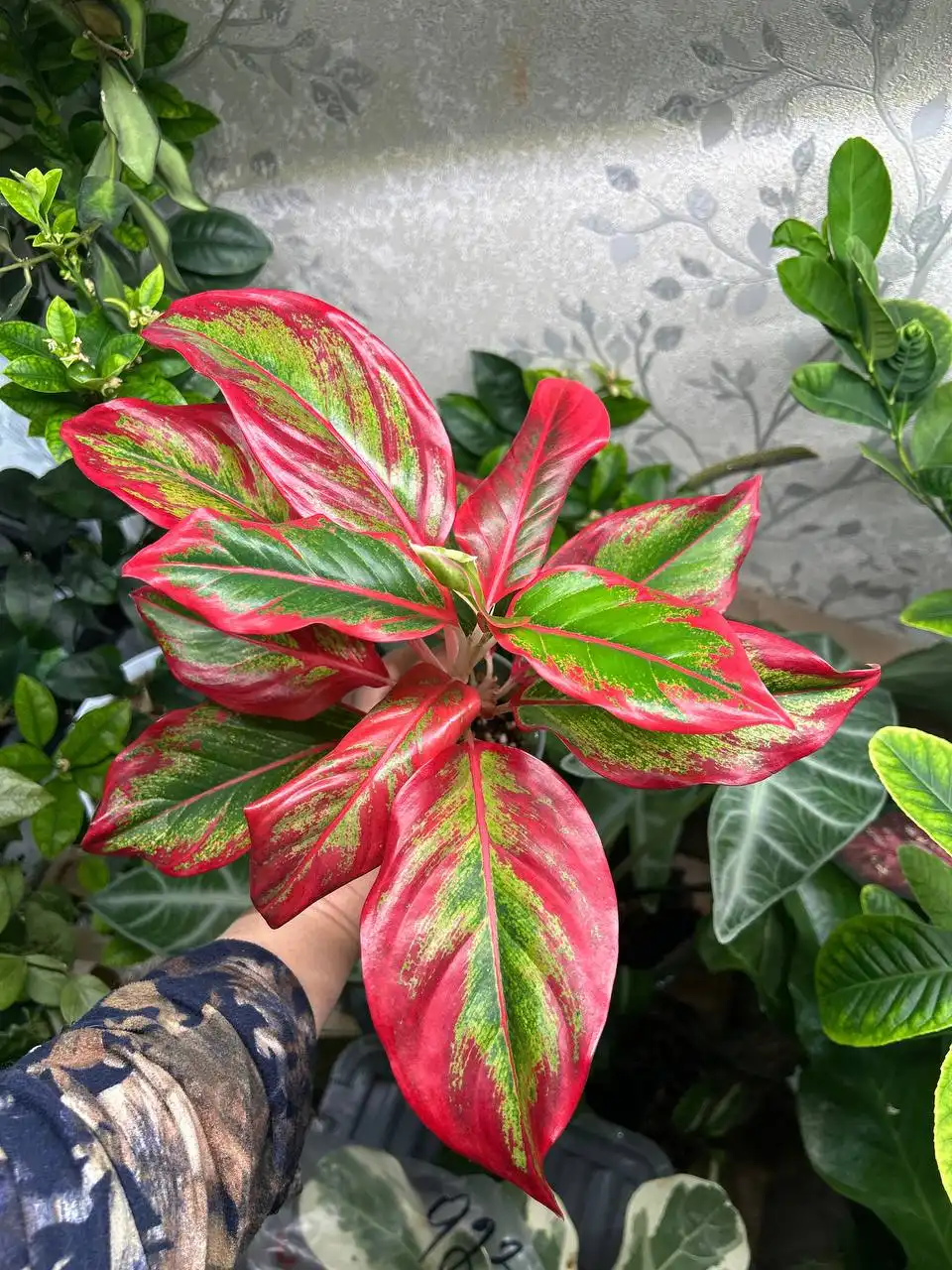 Аглаонема Драгон фаер - Комнатные растения (Хобби и отдых) в Красноярск