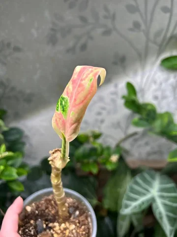 Продажа комнатных растений Аглаонема - Пчеловодство в Красноярск