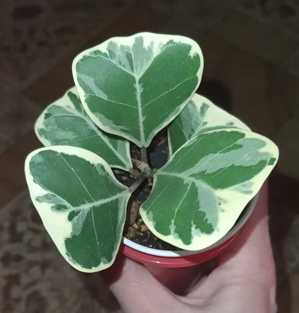 Продажа комнатных растений в Красноярске - Пчеловодство в Красноярск