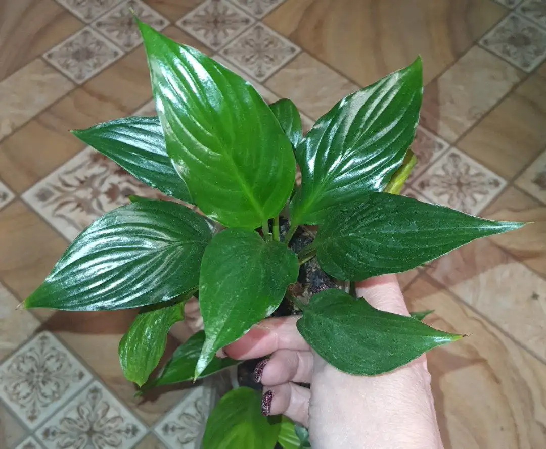 Продажа комнатных растений в Красноярске - Комнатные растения (Хобби и отдых) в Красноярск