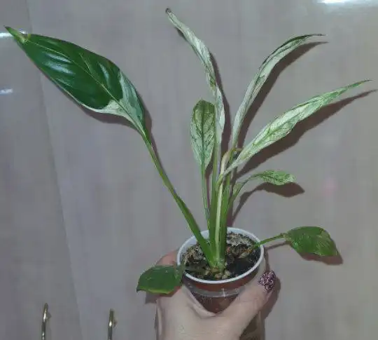 Продажа комнатных растений в Красноярске - Комнатные растения (Хобби и отдых) в Красноярск