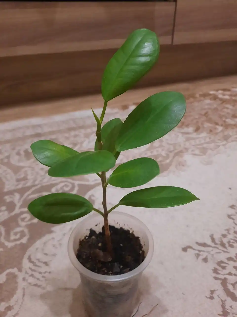 Продам фикус - Барахолка в Красноярск