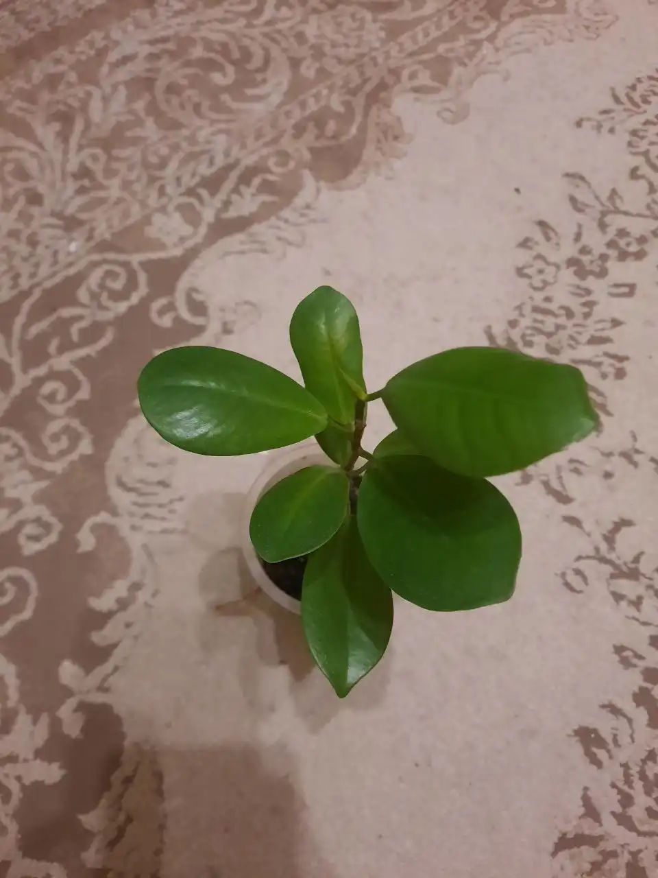 Продам фикус - Барахолка в Красноярск