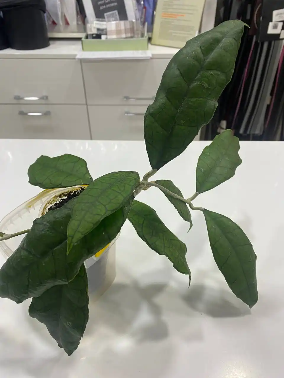 Хойя Нонг нуч - комнатное растение - Комнатные растения (Хобби и отдых) в Красноярск