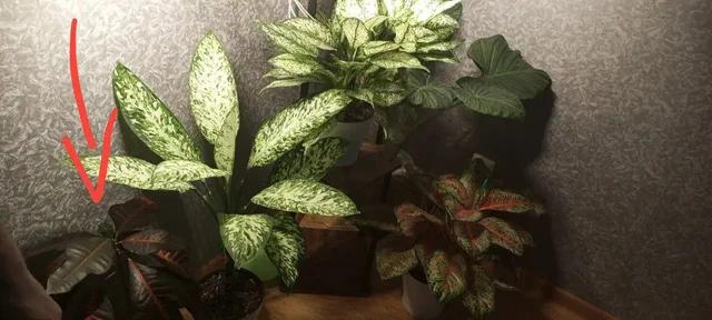 Продам кротон - Пчеловодство в Красноярск