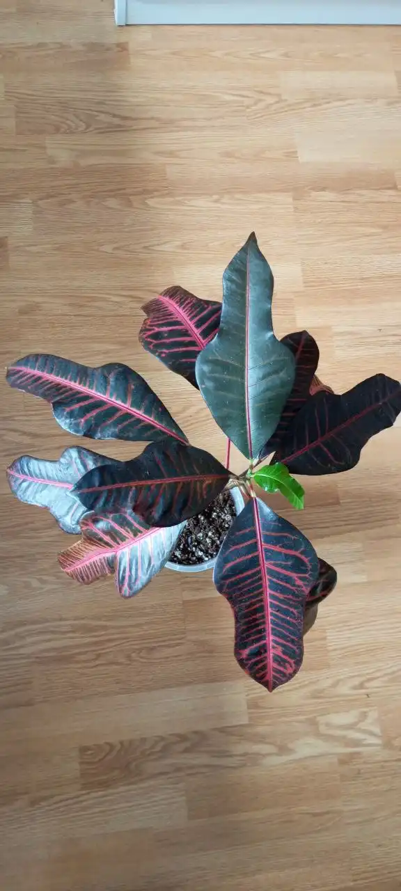 Продам кротон - Комнатные растения (Хобби и отдых) в Красноярск