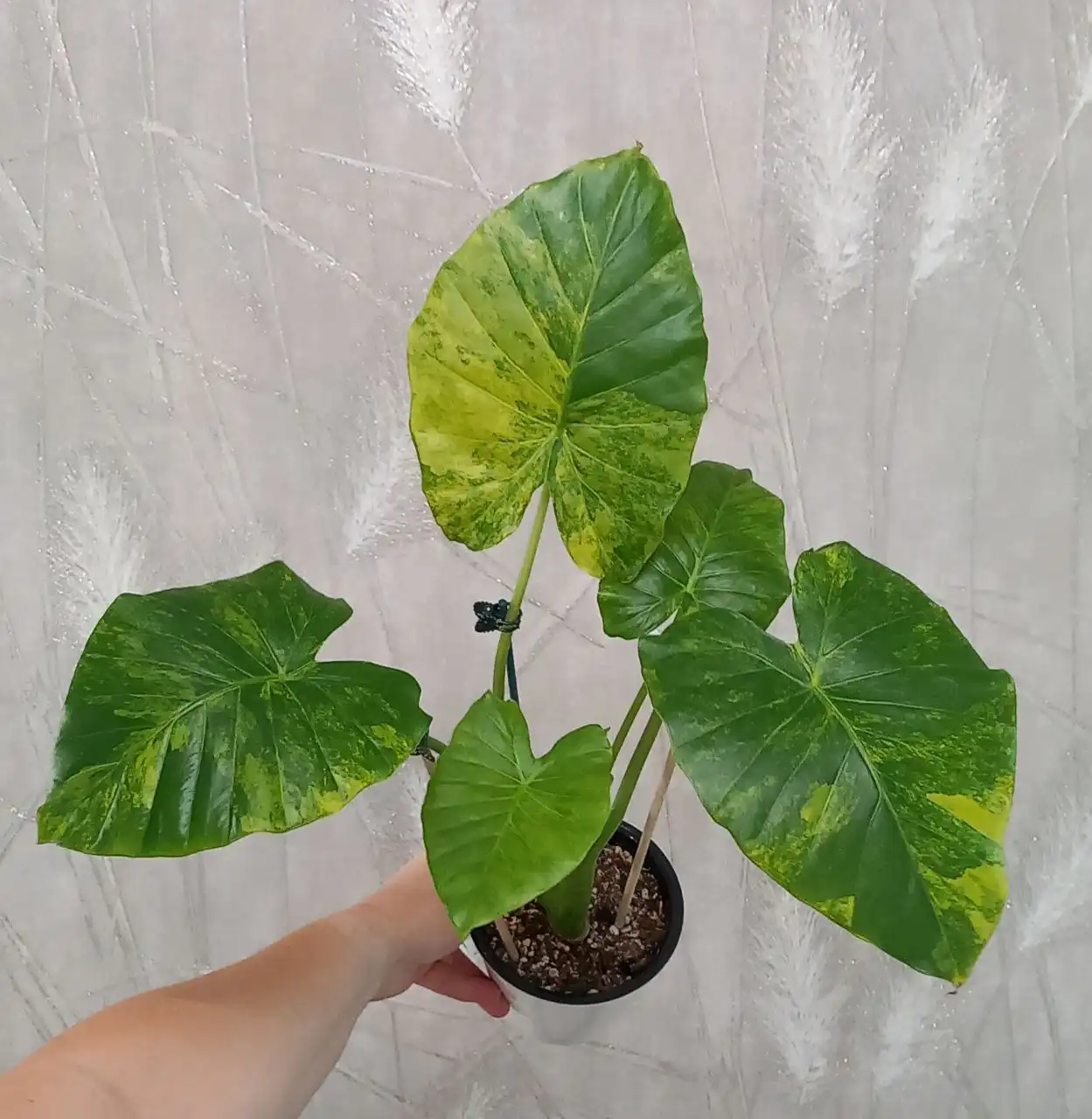 Алоказия Гигеана - Комнатные растения (Хобби и отдых) в Красноярск