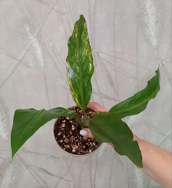 Продажа Антуриума Хукери вариегат в Красноярске - Пчеловодство в Красноярск