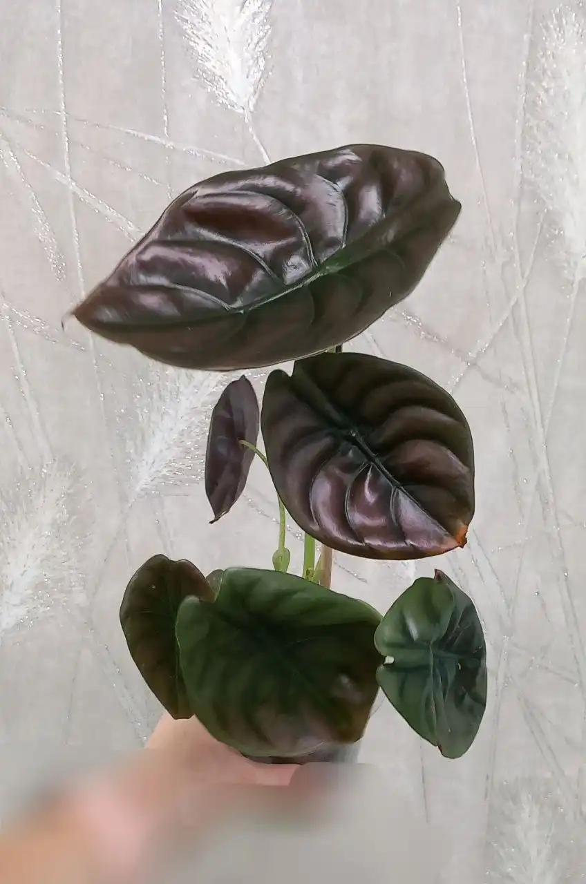 Алоказия Медная комнатное растение - Комнатные растения (Хобби и отдых) в Красноярск
