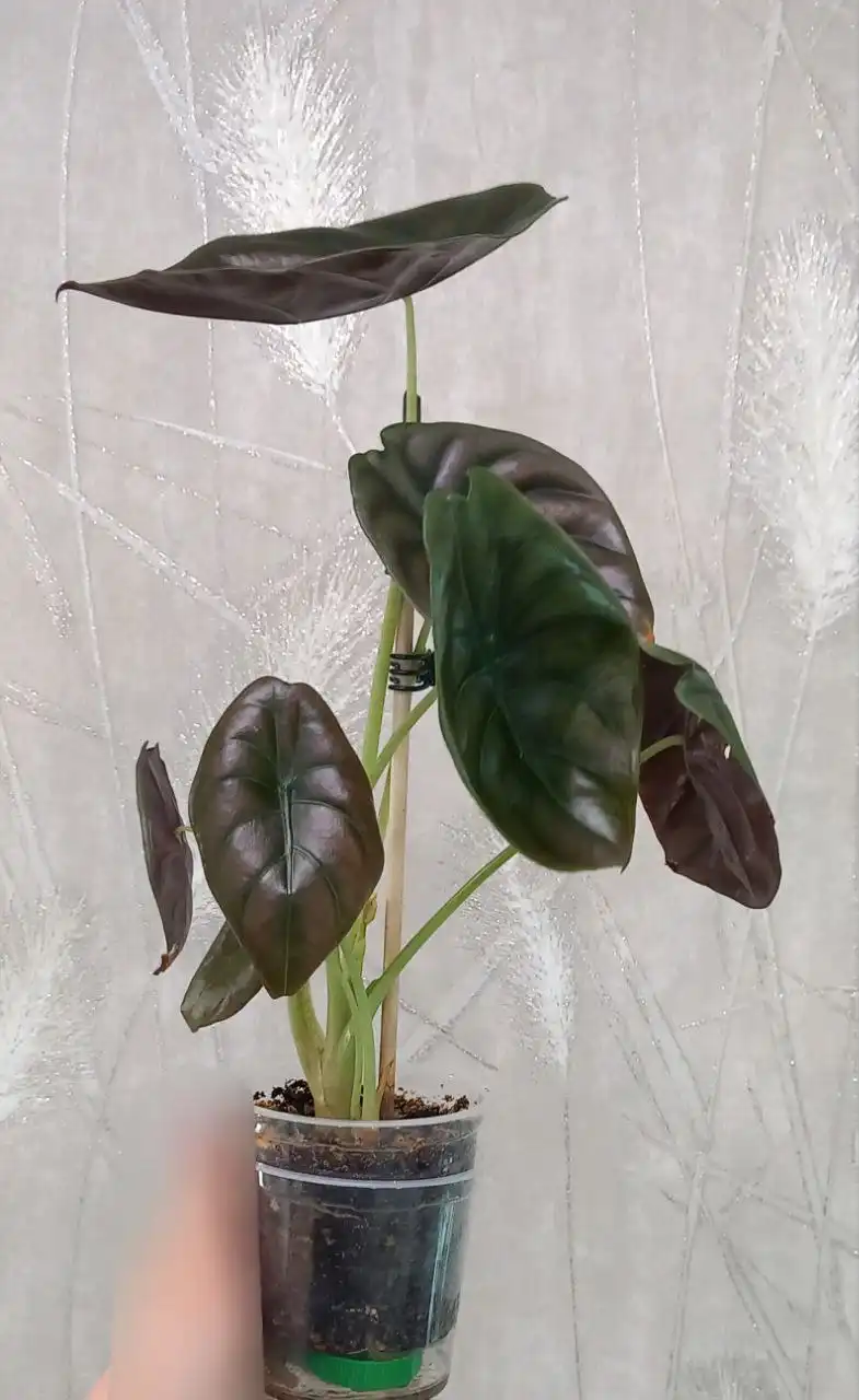 Алоказия Медная комнатное растение - Комнатные растения (Хобби и отдых) в Красноярск