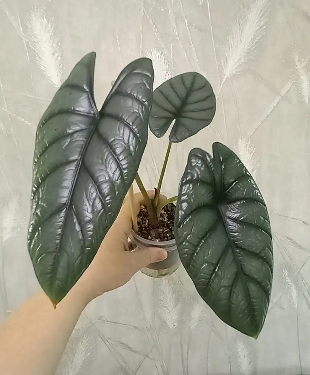 Продам Алоказию Ред Грей - Комнатные растения (Хобби и отдых) в Красноярск