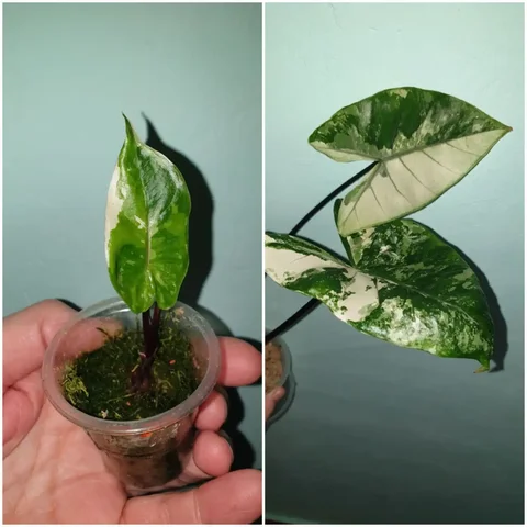 Комнатные растения в Красноярске - Пчеловодство в Красноярск