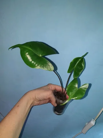 Стингрей 350 комнатные растения - Пчеловодство в Красноярск