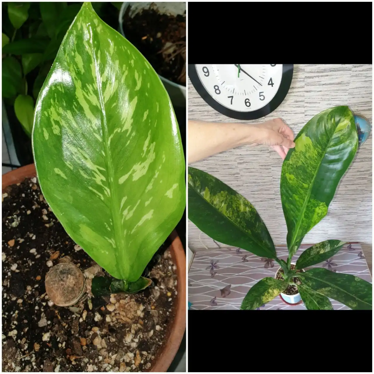 Диффенбахия Еллоу без горшка - Комнатные растения (Хобби и отдых) в Красноярск