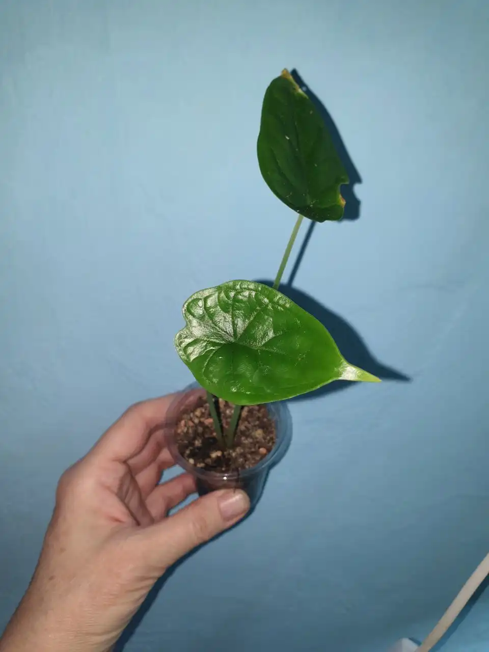 Комнатные растения Шкура дракона в Красноярске - Комнатные растения (Хобби и отдых) в Красноярск