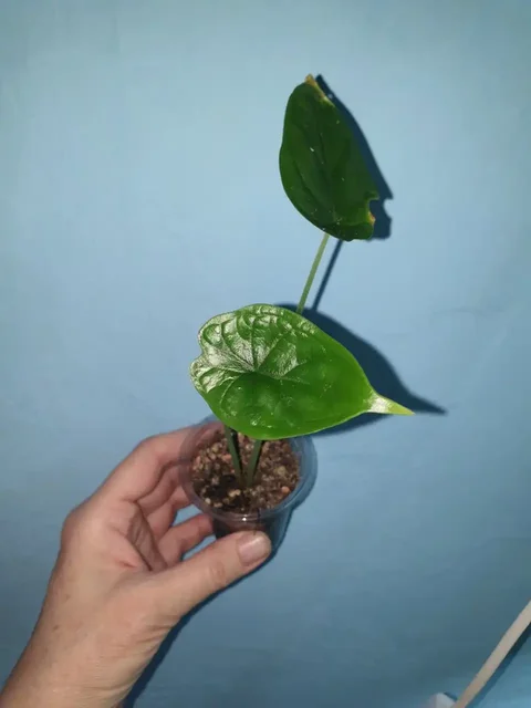 Комнатные растения Шкура дракона в Красноярске - Пчеловодство в Красноярск