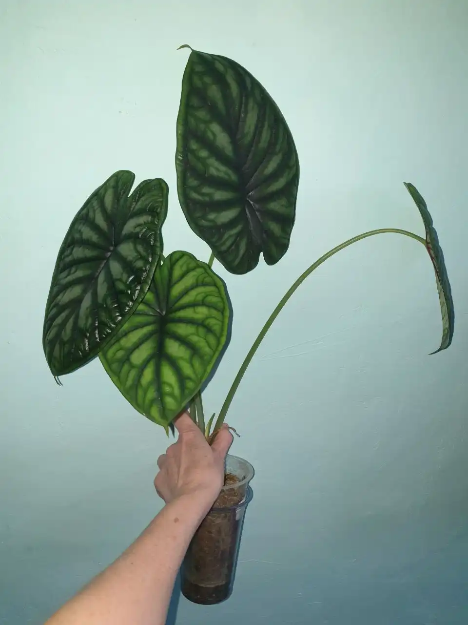 Комнатные растения Шкура дракона в Красноярске - Комнатные растения (Хобби и отдых) в Красноярск