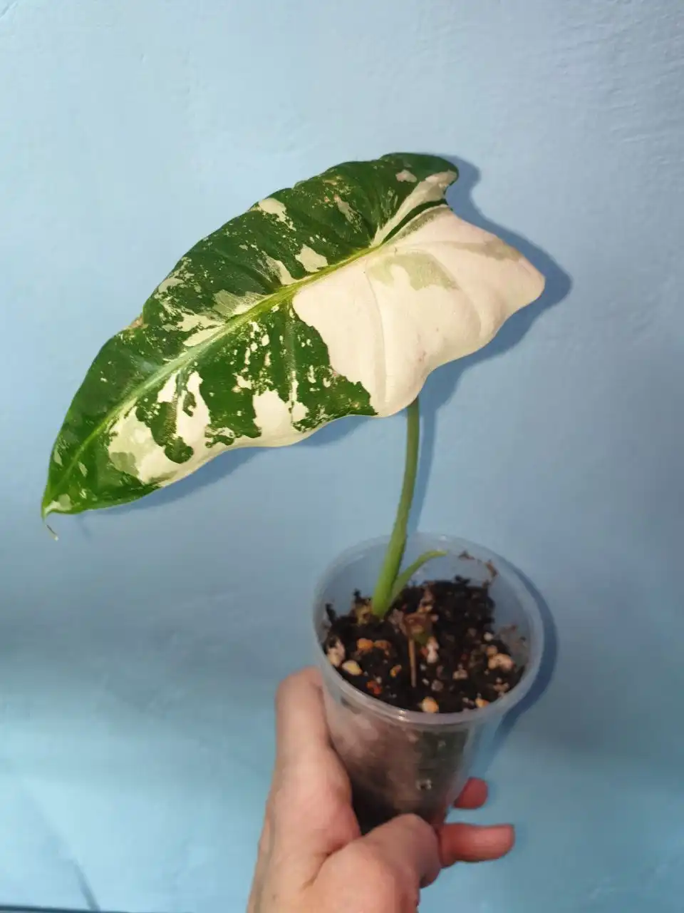 Фрайдек вар, детка 700 - Комнатные растения (Хобби и отдых) в Красноярск