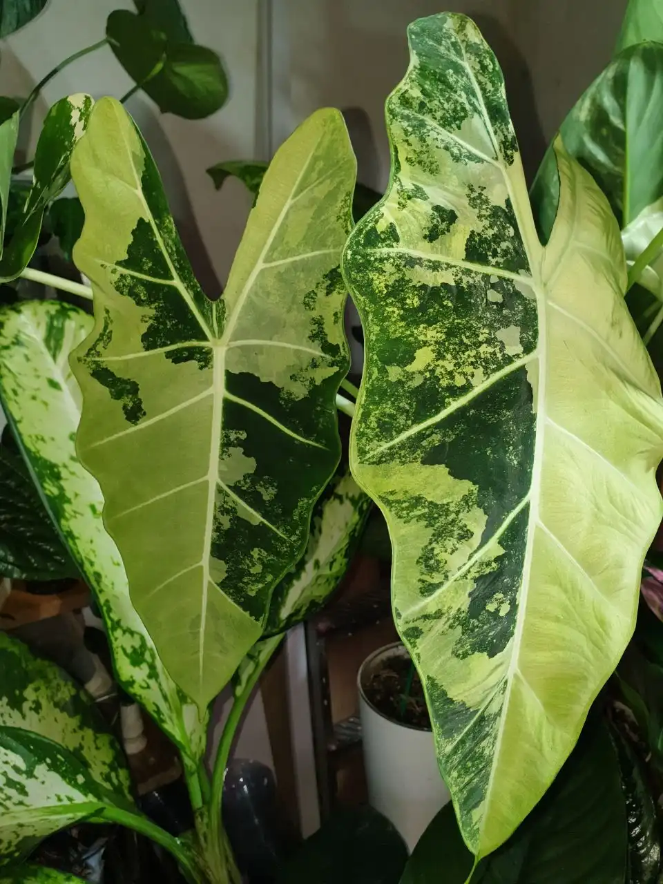 Фрайдек вар, детка 700 - Комнатные растения (Хобби и отдых) в Красноярск