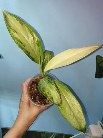 Аглаонема Близард на пне - Пчеловодство в Красноярск