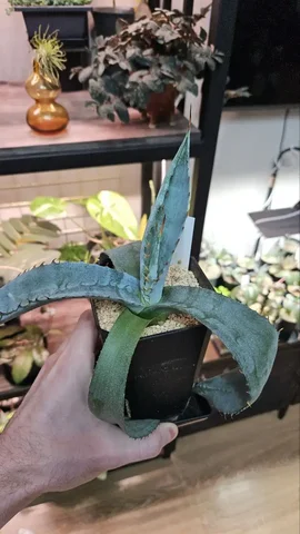Агава Agave potatorum комнатное растение - Пчеловодство в Красноярск