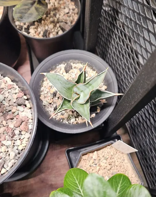 Сансевиерия Пингвикула из Тайланда - Пчеловодство в Красноярск