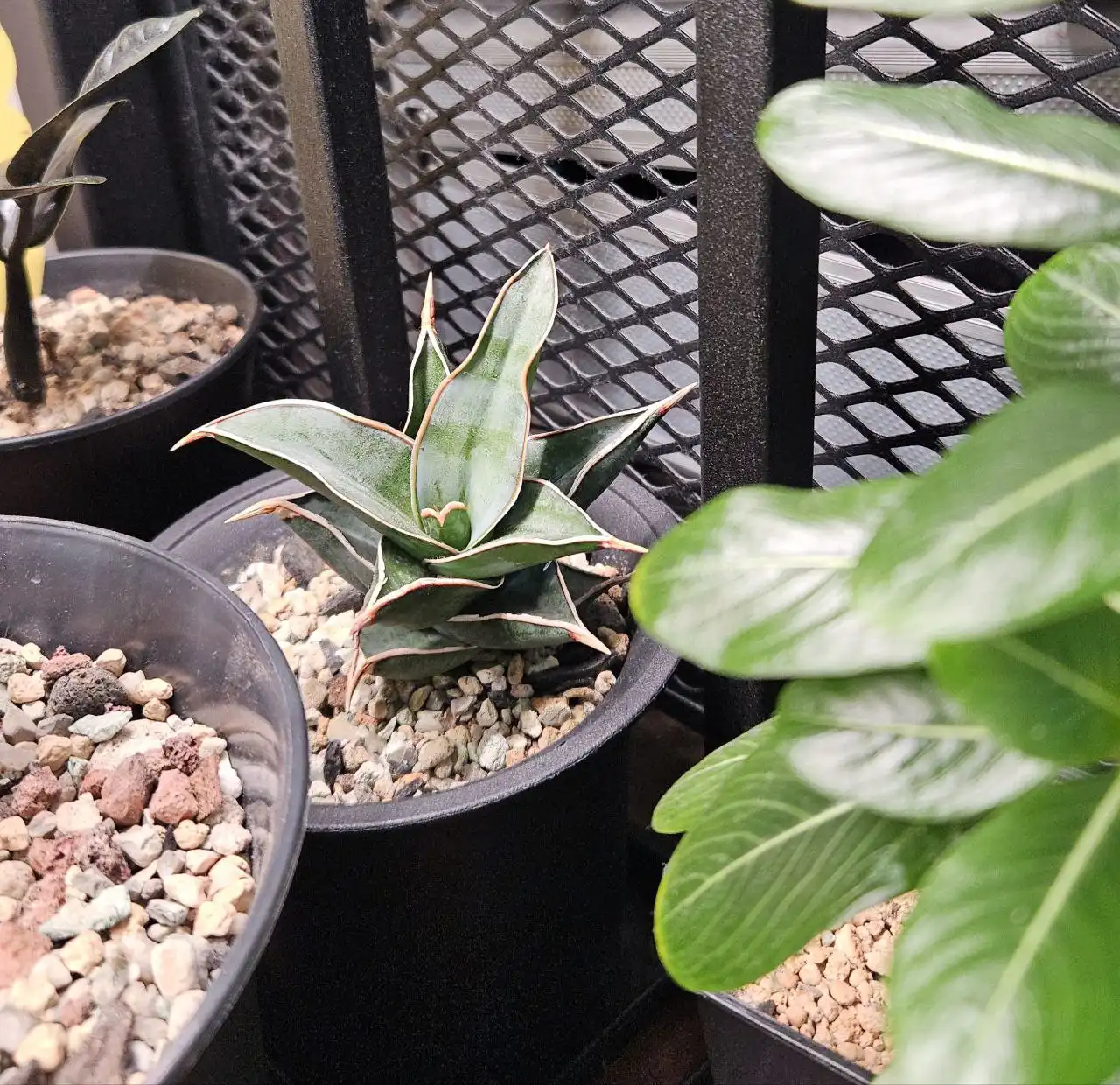 Сансевиерия Пингвикула из Тайланда - Комнатные растения (Хобби и отдых) в Красноярск