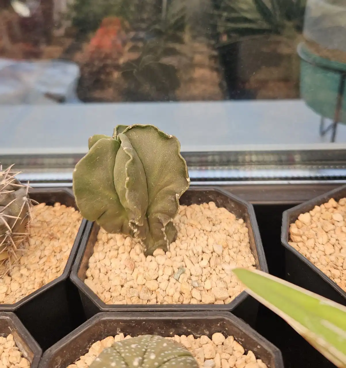 Астрофитум комнатное растение - Комнатные растения (Хобби и отдых) в Красноярск