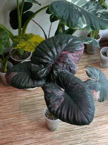 Продажа комнатных растений в Красноярске - Пчеловодство в Красноярск