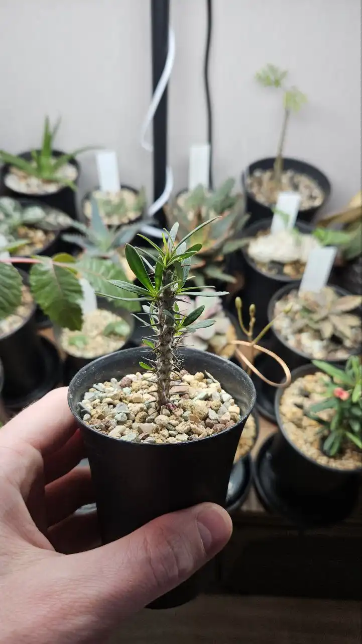 Эуфорбия Миля из Таиланда - Комнатные растения (Хобби и отдых) в Красноярск