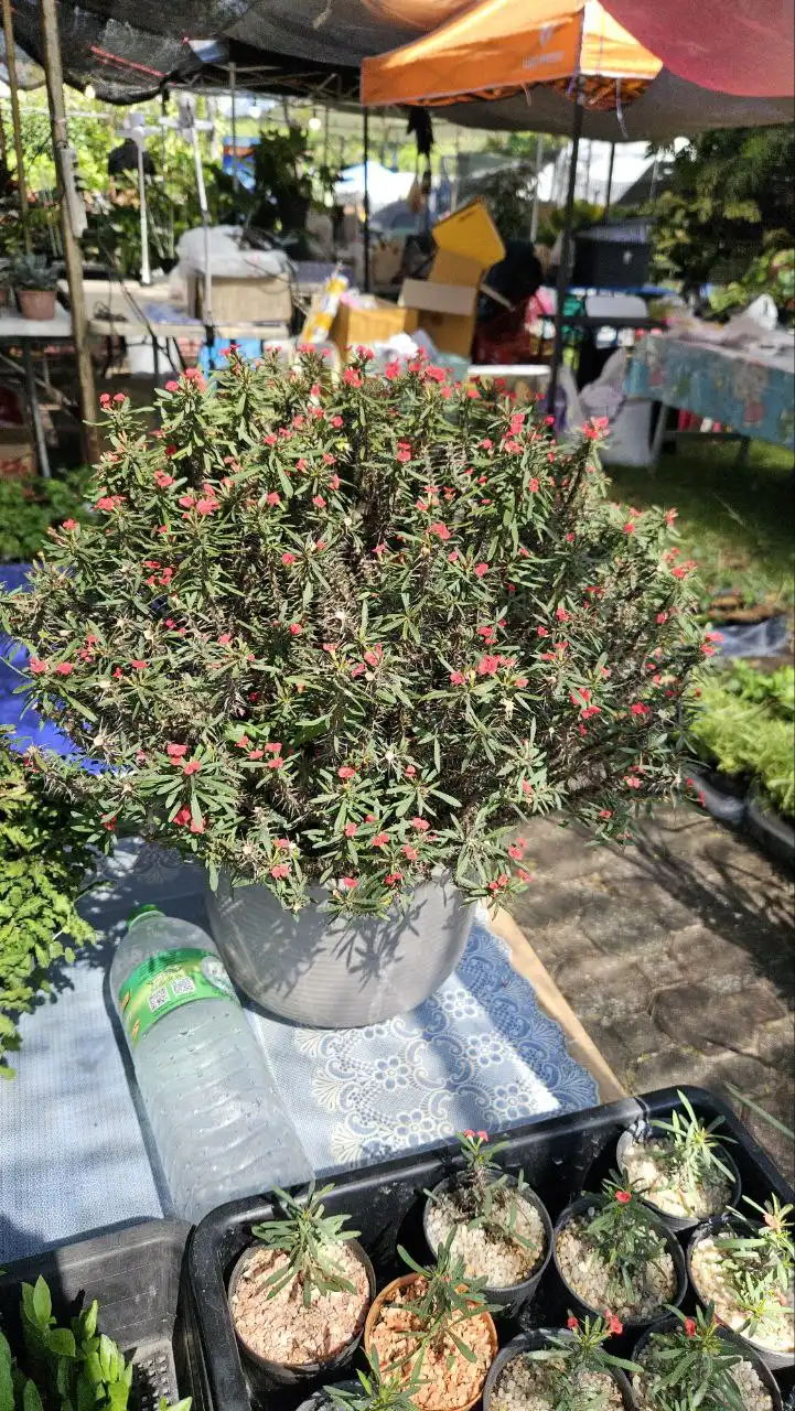 Эуфорбия Миля из Таиланда - Комнатные растения (Хобби и отдых) в Красноярск