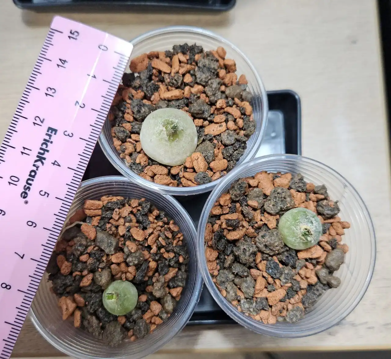 Бовиэя (Bowiea volubilis) в Красноярске - Комнатные растения (Хобби и отдых) в Красноярск