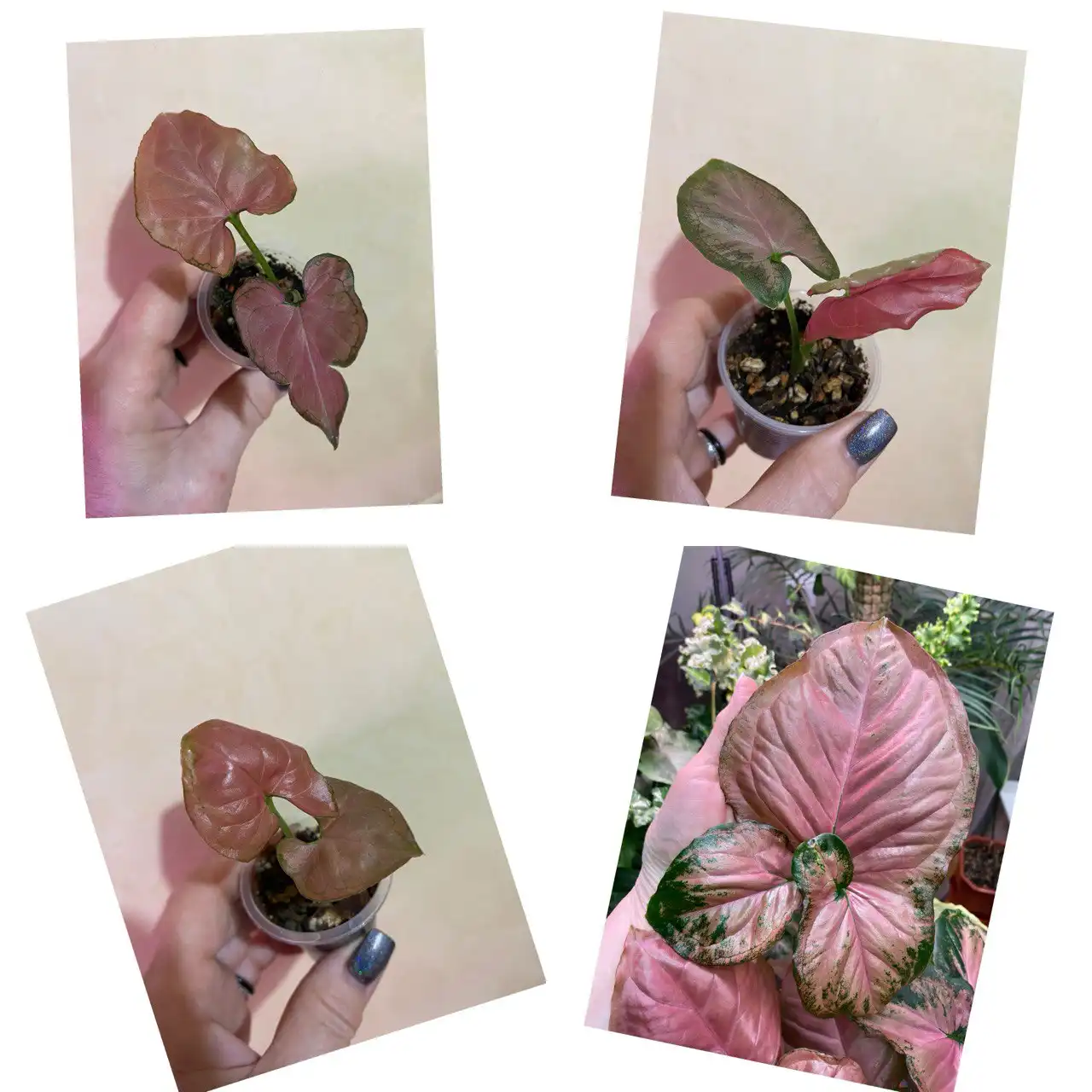 Сингониум Орм Нак детки - Комнатные растения (Хобби и отдых) в Красноярск