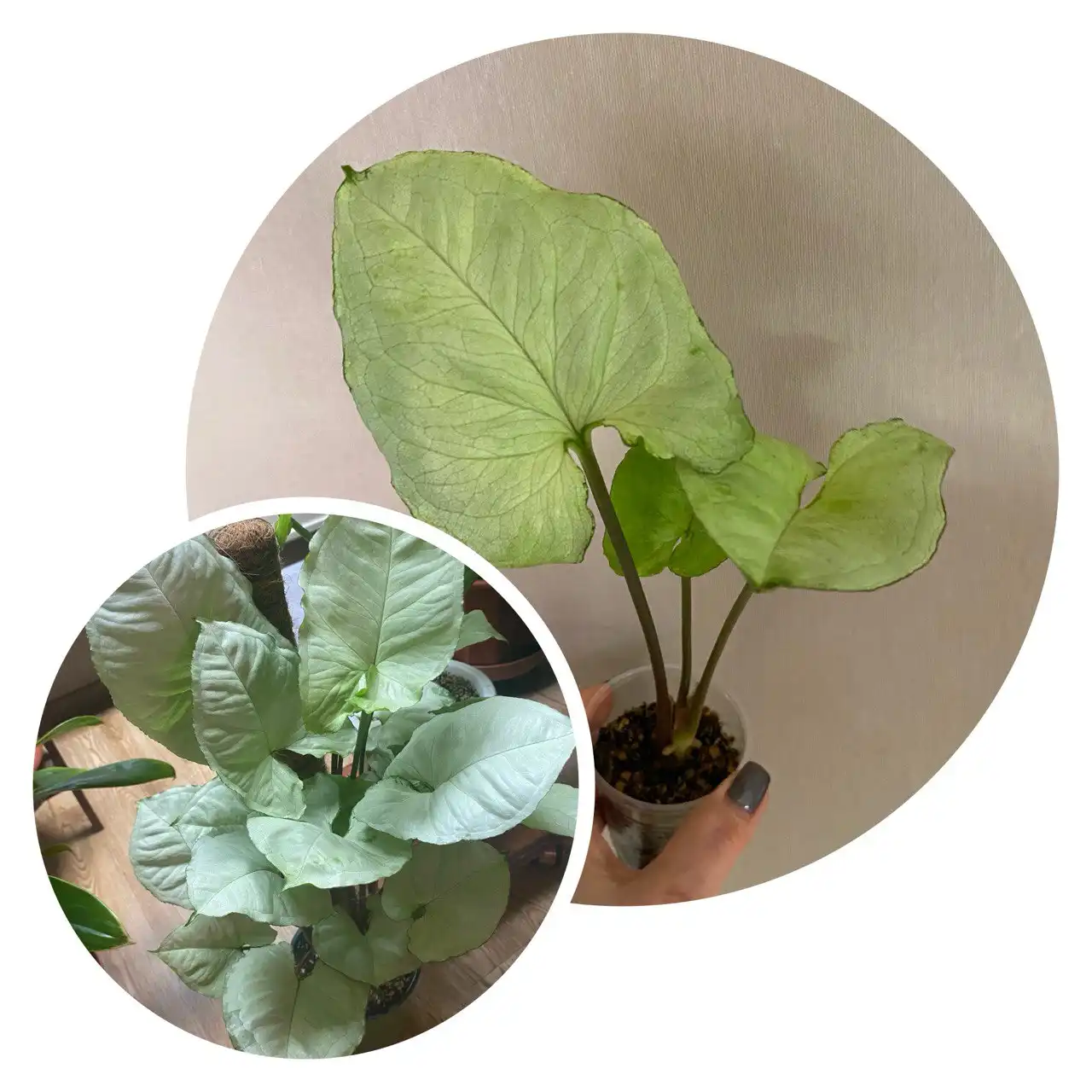 Сингониум Болд Тетра детка - Комнатные растения (Хобби и отдых) в Красноярск