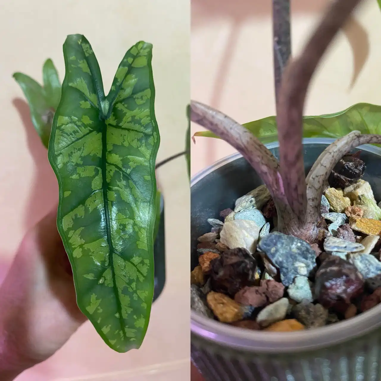 Клубни алоказии Битое Стекло - Комнатные растения (Хобби и отдых) в Красноярск