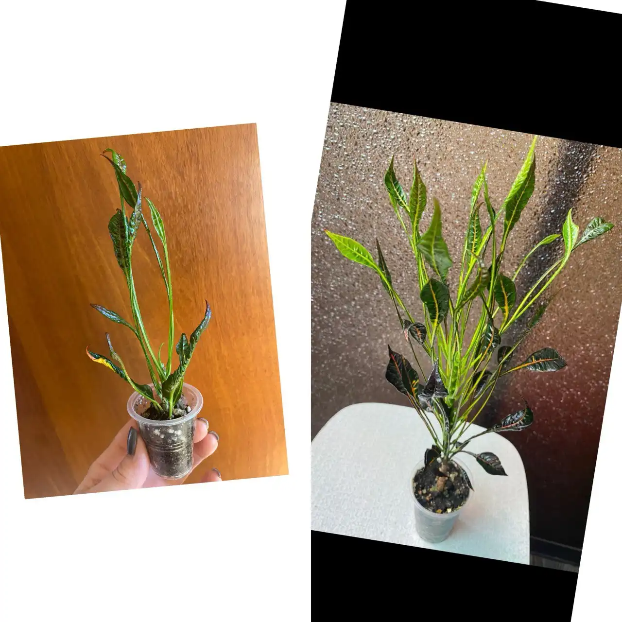 Укорененный черенок Кротона Кобра - Комнатные растения (Хобби и отдых) в Красноярск